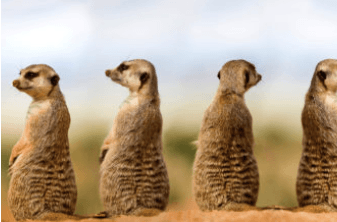 Group of meerkats standing upright and alert in their natural habitat